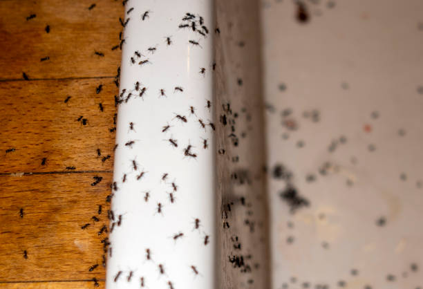 Best Pest Control Near Me  in San Rafael, CA